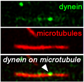 Dynein